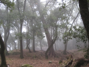 Sesta Foresta