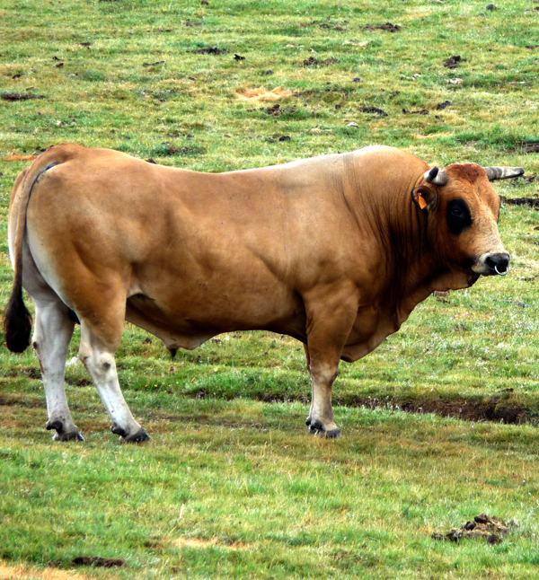 Toro
