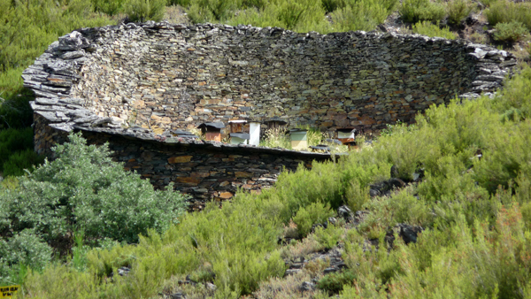 Colmenas