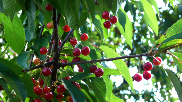 Cerezas