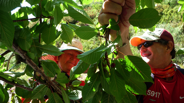 Cogiendo Cerezas