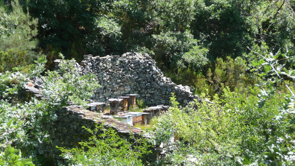 Colmenas