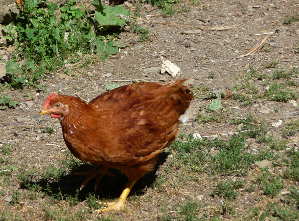 Gallina