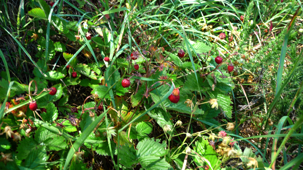 Fresas silvestres
