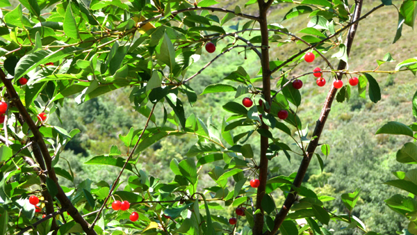 Cerezas