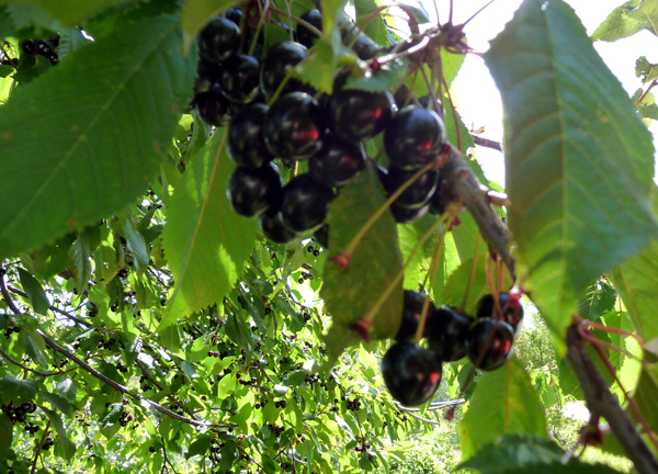 Cerezas