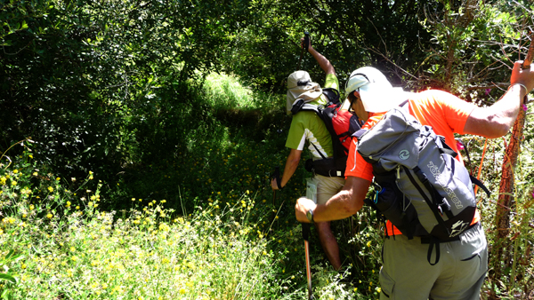 Buscando el camino perdido por la maleza